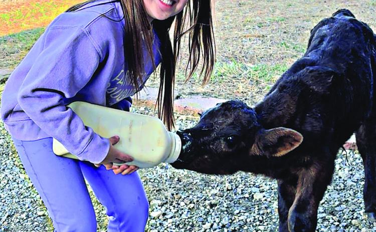 Many cattle operations are all hands on deck- even down to the youngest members of the family! Photo courtesy of Reese Kemp