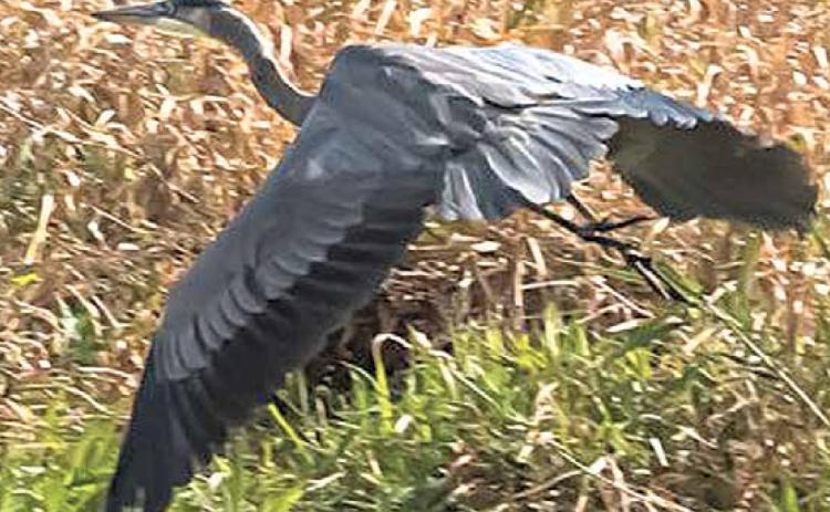 The flight of the Great Blue Heron