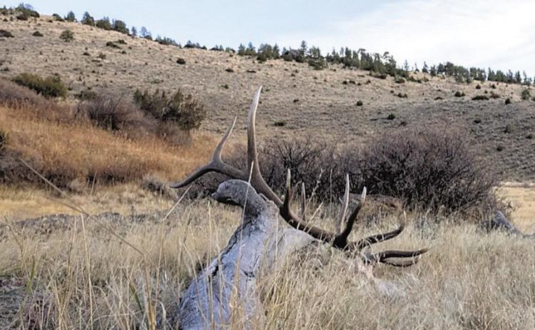 McKean’s Elk as it lays just a few feet off of public ground. Photo by Keagan Keddell