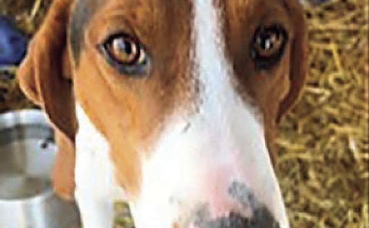 Dramatic Rescue of a Dog