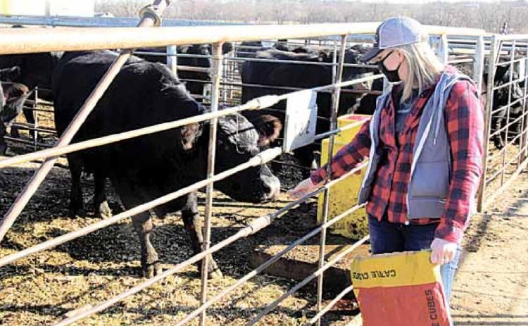 Dani Niss feeds cows prior to the start of the auction. Ray Kappel/Republican