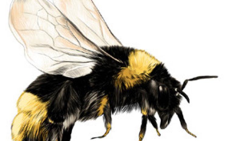 Protect Yourself From Bees