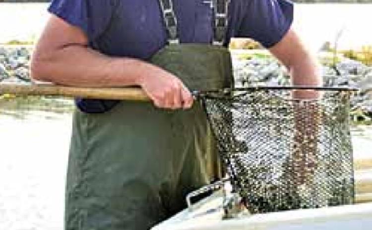 Walleye stocking at Burchard Lake