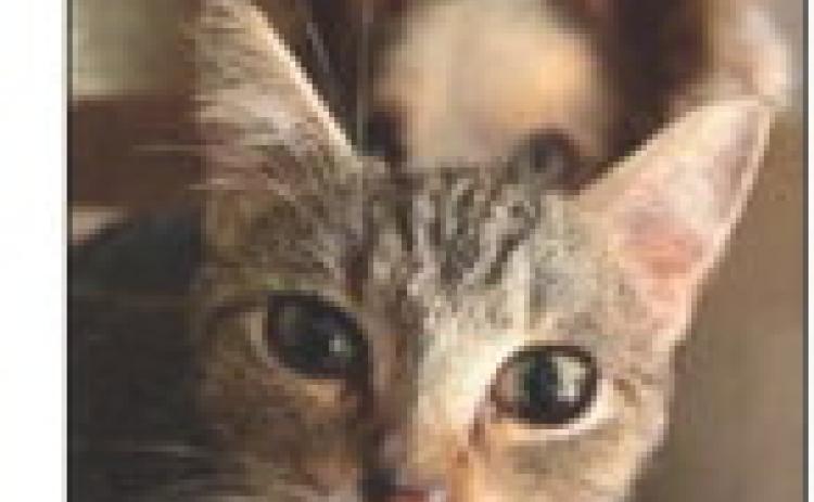 Pawnee City Ferral Cat Population