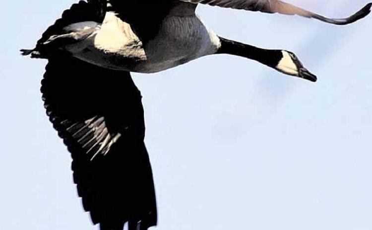 Photographer Ray Kappel captured a flock of geese coming in at the city pond in Humboldt Saturday. The pond is a popular place for them to hangout.