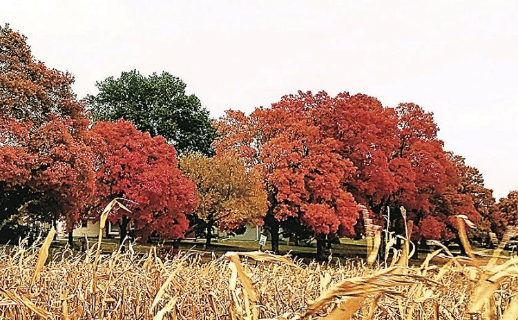Sugar maples along Pennsylvania Street (archival photo)