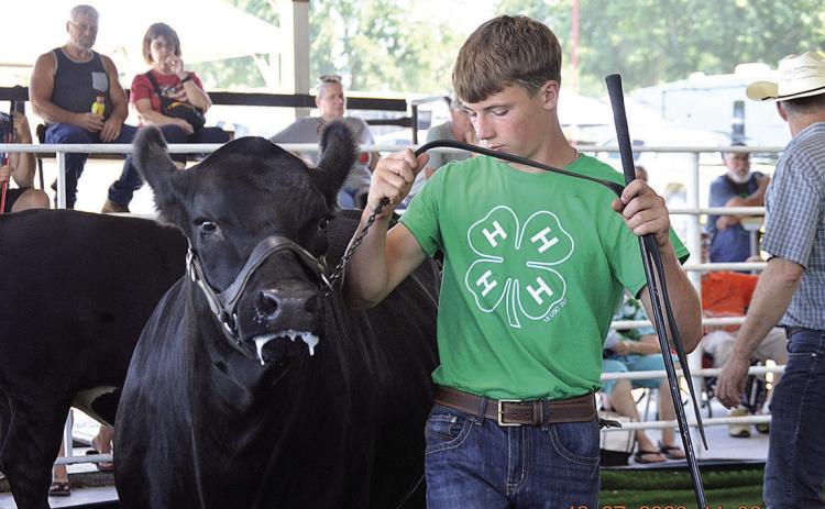 Dalton Heideman shows one of his many cows at the County Fair Photo by Ava Meints