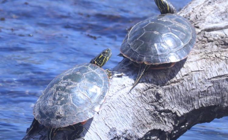 Another turtle picture