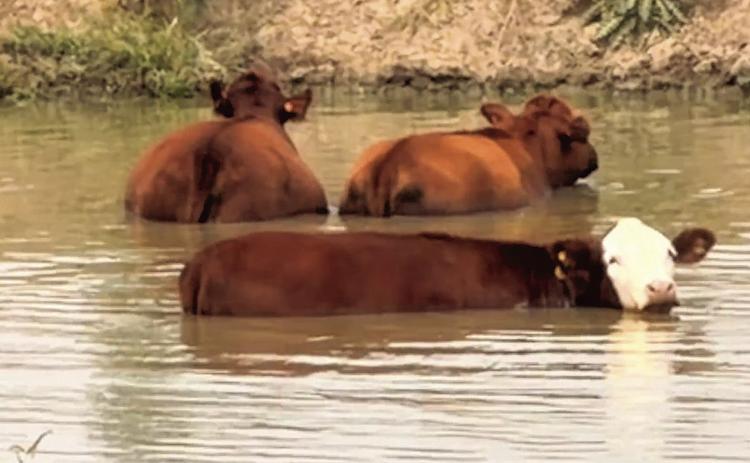 POND PARTY