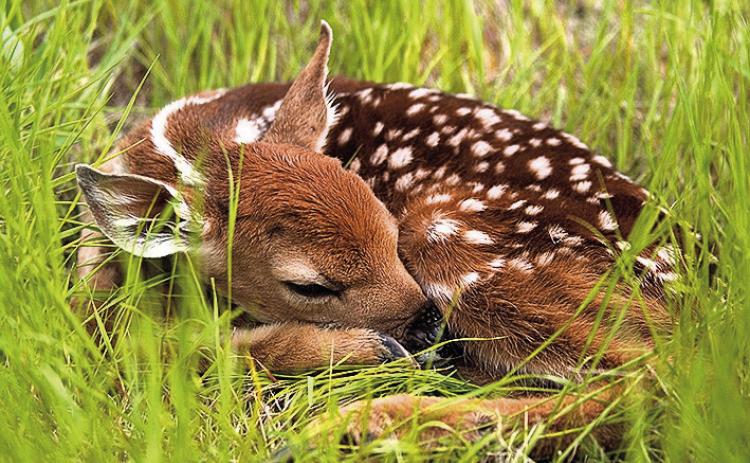 A Mother’s Instinct, Newborn Fawns