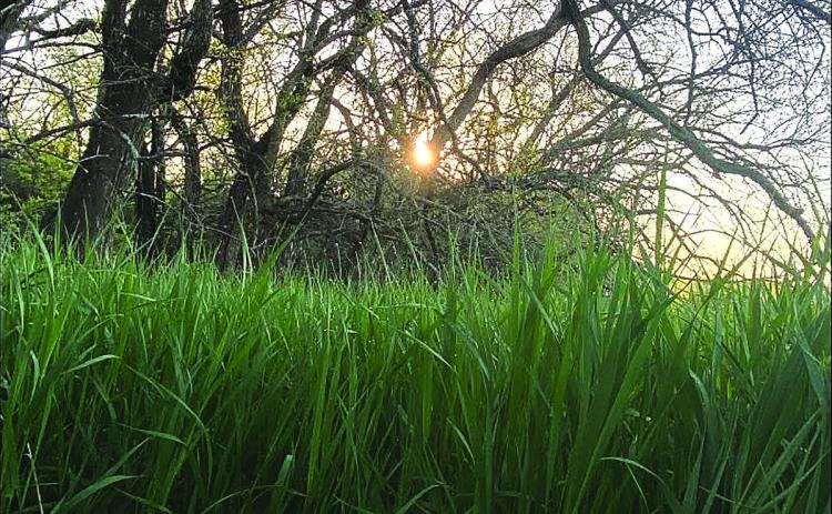 Field edges are great for capturing deer movement on trail cameras