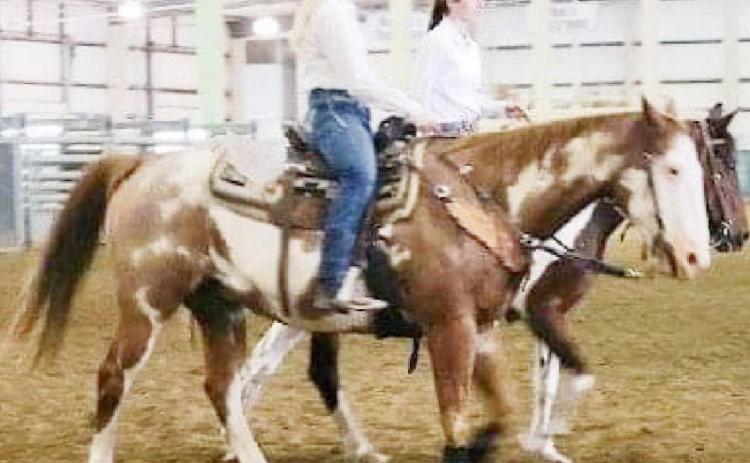 District Horse Show Results