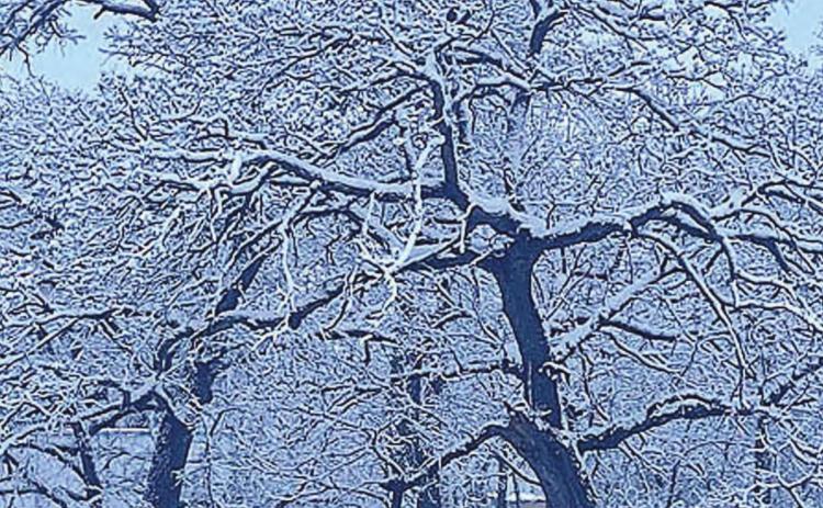 Dreaming of a white spring