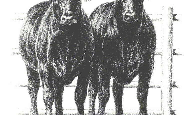 NEBRASKA CATTLE  ON FEED UP 5%