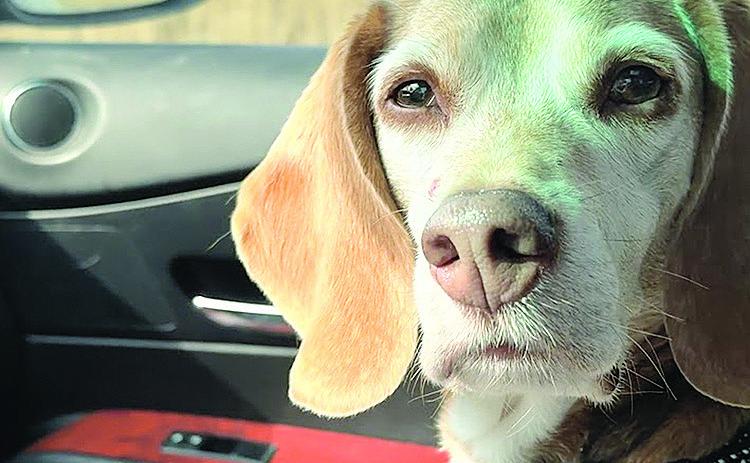Tucker, headed north. He is a 10-year-old beagle now with a local foster for Basset and Beagle Rescue of the Heartland