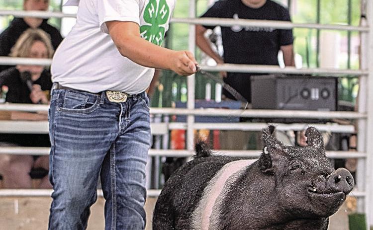 Tucker Sporhase – Gilt - First Purple Champion Market Gilt – Supreme Champion Market Swine – Best In Barn-Swine