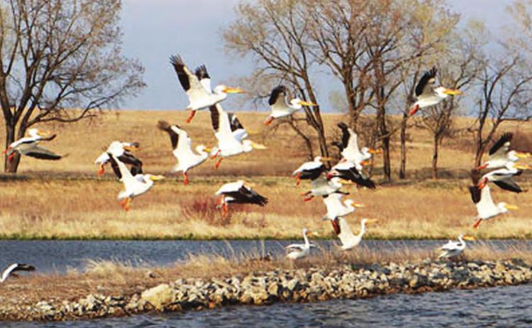 Pelicans on take off at Burchard Lake. Ray Kappel/Republican