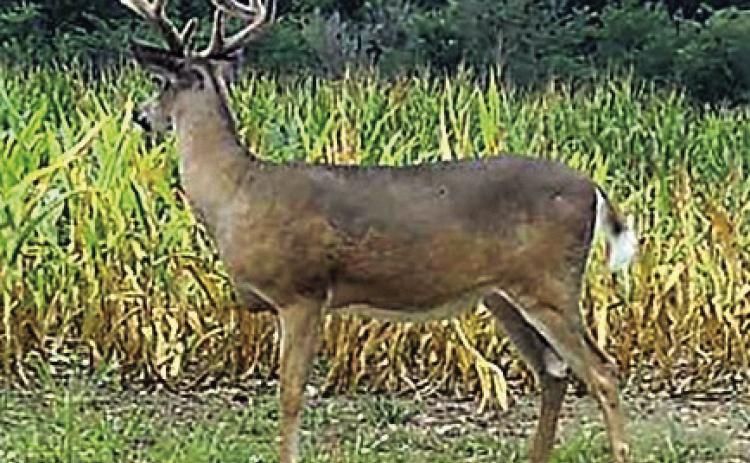 Peak antler growth happens between mid June to the end of July