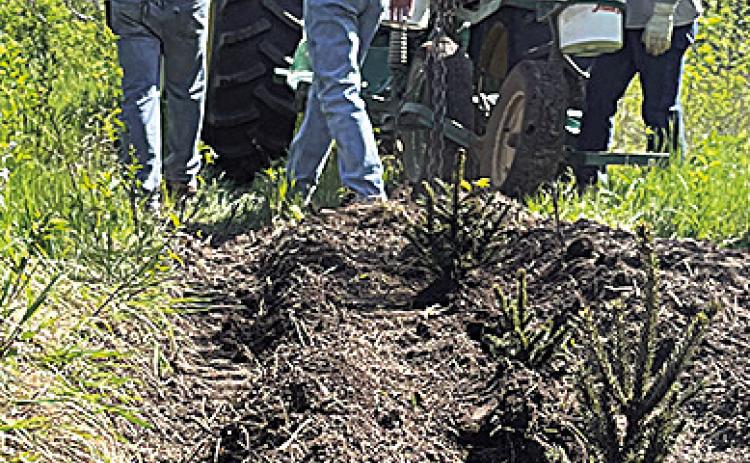 NRD Taking Orders for Spring Conservation Tree Plantings